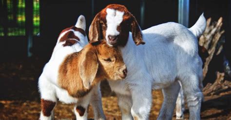 How to Take Care of Baby Goats - Everything You Need to Know