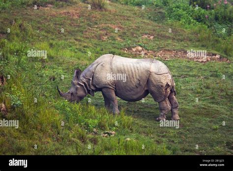 Greater Indian Rhinoceros Great Indian One Horned Rhinoceros