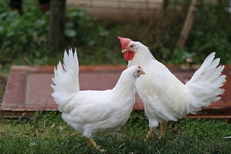 Las Mejores Razas De Gallinas Ponedoras De Huevos Blancos Gallinas