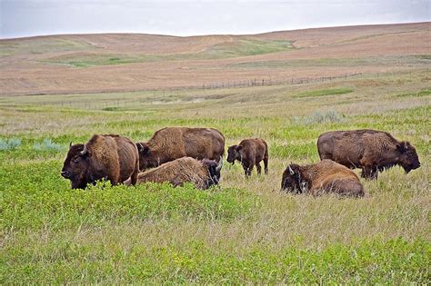 Bison Grazing In North Unit Of Theodore Roosevelt National Park North