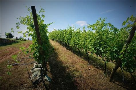 Viticulture Definition - What is Viticulture? - Wikifarmer