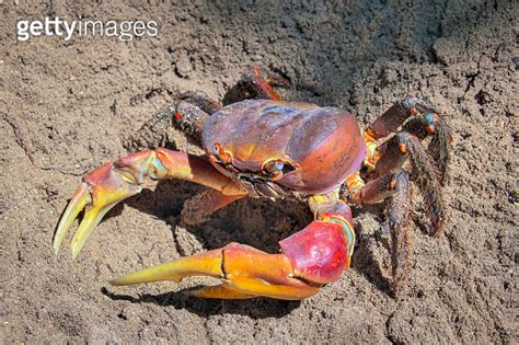 Spider Crab Neosarmatium Meinerti On The Turtle Island Curious