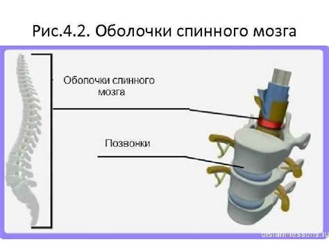 Строение спинного мозга Рис 1 Строение спинного