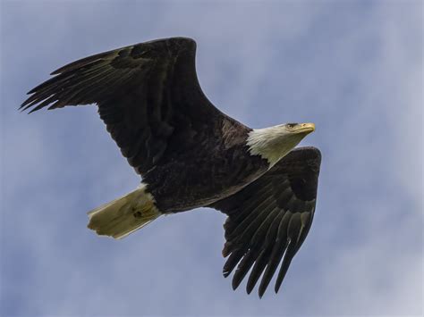 Bald Eagle Jorge Luis Montalvo Flickr