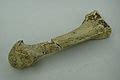 Category:Ardipithecus fossils - Wikimedia Commons