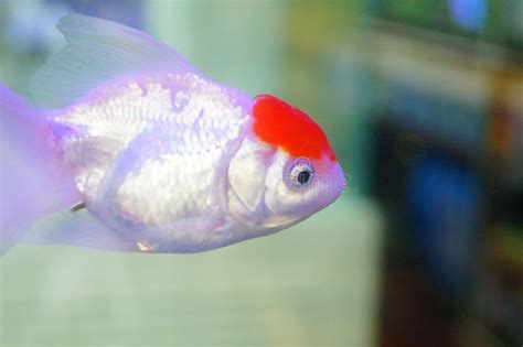 Les Poissons Rouges Nagent Dans Les Bassins D Un Aquarium Image Stock