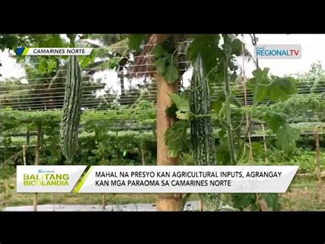 Balitang Bicolandia Baretang Agri Youtube