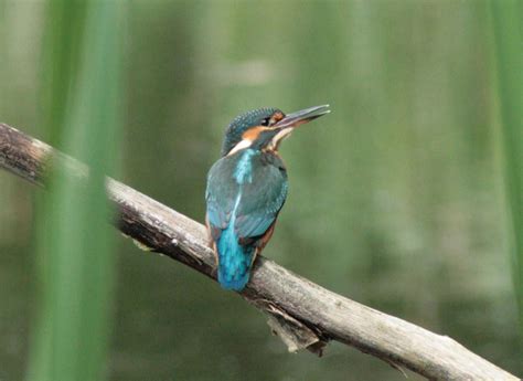 Common Kingfisher Hd Wallpapers