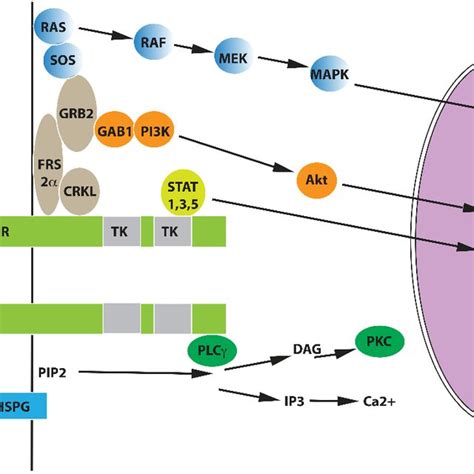 Fgfr Signaling Pathways Download Scientific Diagram