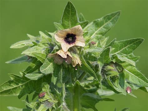 Black Henbane Blooming Plant, Hyoscyamus Niger Stock Photo - Image of blooming, hyoscyamus ...