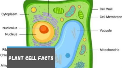 Labeled Plant Cell Diagram For Kids