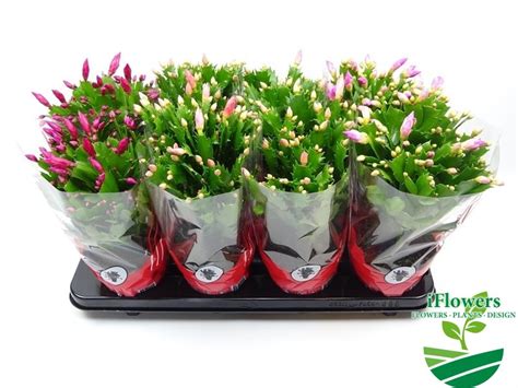 Шлюмбергера. Купить Шлюмбергера в Киеве, Украина, Доставка | iFlowers