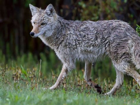 Sick Coyote Found Wandering Around Newton Euthanized Newton Ma Patch