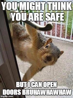 Funny Squirrel Memes Nuts