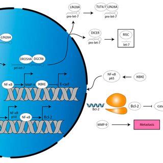 Mechanisms Of Mature Let 7 Cytoplasmic Sequestration Or Exportation In