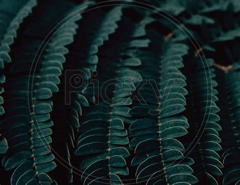 Image Of Minimalist Background Of Vivid Dark Green Leaves With Super