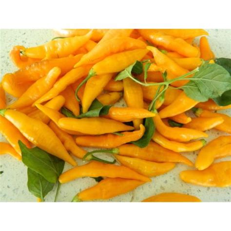 Medium Hot Chilli Seeds From SeedPlanet World Of Medium Hot Pepper Seeds