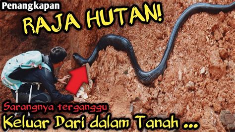 AKHIRNYA SANG RAJA HUTAN MUNCUL GILA ULARNYA PANJANG BANGET MUNCUL