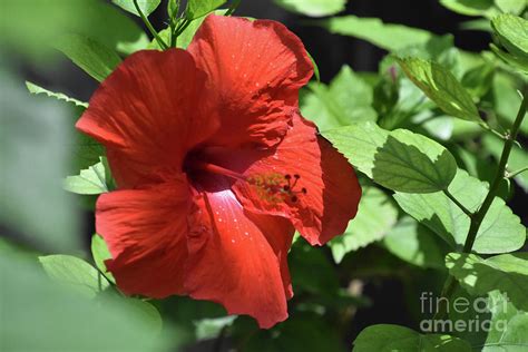 Beautiful Red Hibiscus Flower Blooming in a Garden Photograph by DejaVu Designs - Fine Art America