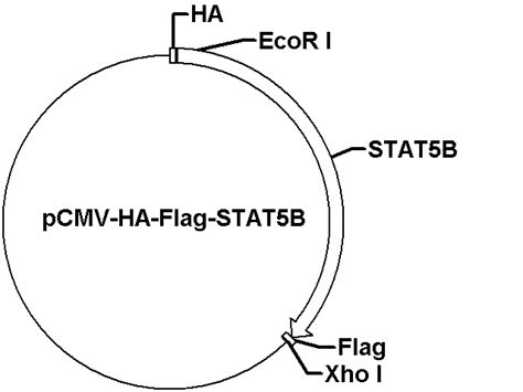 PCMV HA Flag STAT5B Plasmid PCMV HA Flag STAT5B PCMV HA Flag STAT5B