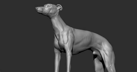 Stl File Dog Greyhound 🐕・3d Print Object To Download・cults