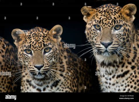 Sri Lanka leopard (Panthera pardus kotiya) two cubs looking at camera ...