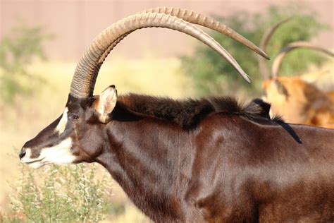 Sable | Animal Kingdom