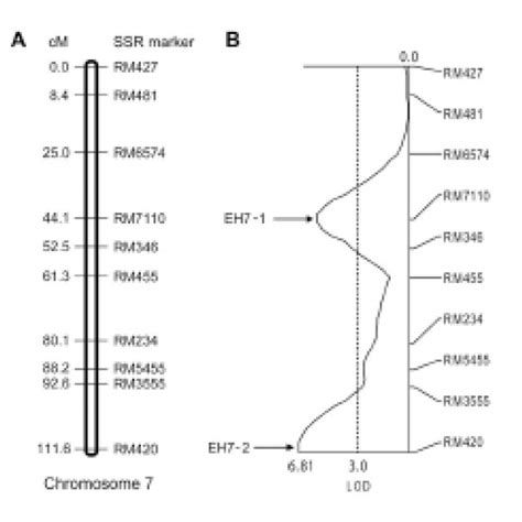 Linkage Map And Qtl Positions Detected On Chromosome 7 In The F2