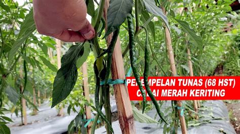 Perempelan Tunas Cabai Merah Keriting CMK 68 Hari Setelah Tanam YouTube