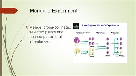 Genetics Chapter 12 Mendel And His Peas Lesson