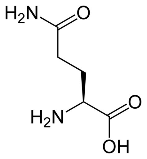 Glutamine - The Most Abundant Amino Acid For Gut Health