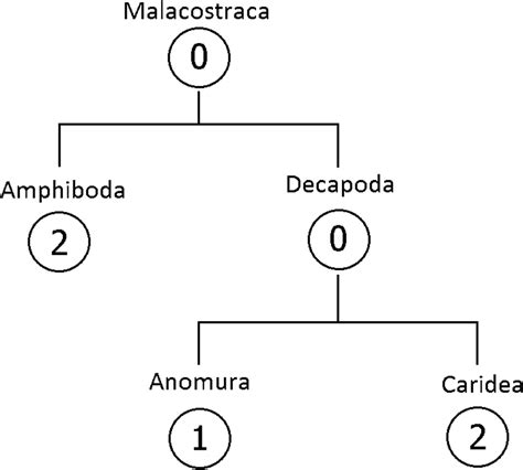 The taxonomic hierarchy of Malacostraca. The number within a circle ...