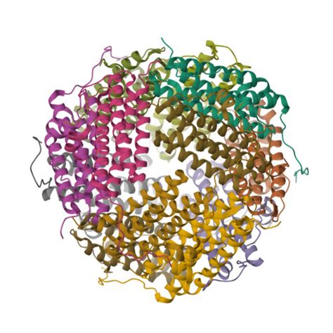 RCSB PDB 8HX1 Focused Cryo EM Map Of MsDps2 From MsDps2 DNA Complex