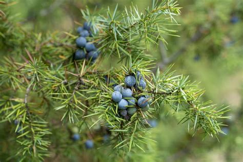 Juniperus Communis De Gewone Jeneverbes Is Een Soort Conifer Van Het