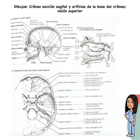 Dibujo Cr Neo Secci N Sagital Y Orificios De La Base Del Cr Neo Alma