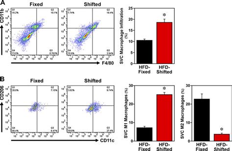 Effect Of Shifted Ld Cycles On Adipose Tissue Macrophage Infiltration