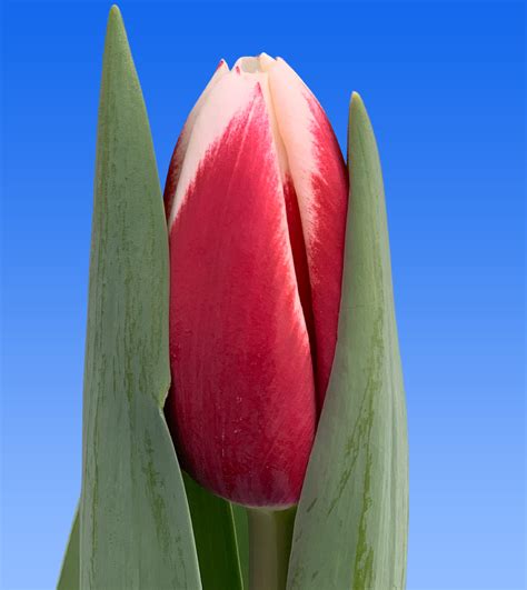 Tulp Nikolay Pirikov Borst Bloembollen