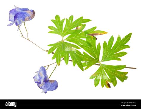 Medicinal plant: Aconite Stock Photo - Alamy