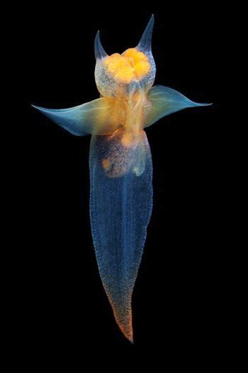 An Image Of A Flower That Looks Like It Is Floating In The Water At Night