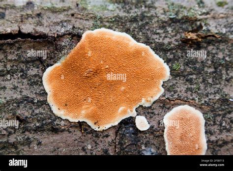 Hongo En La Corteza Fotograf As E Im Genes De Alta Resoluci N Alamy