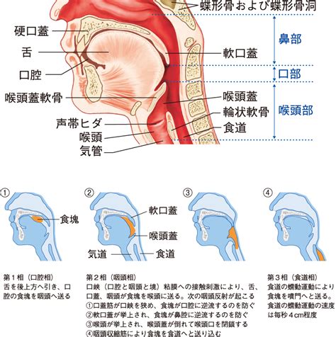 食道・胃・小腸・胆嚢・膵臓の仕組み｜食べる（3） 看護roo カンゴルー 看護師 イラスト 看護ノート 胆嚢