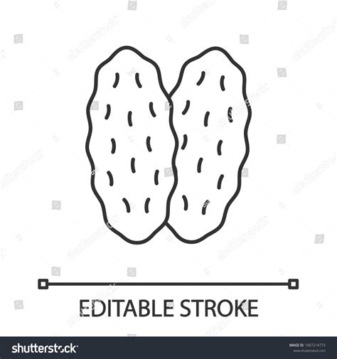 Thymus Gland Linear Icon Primary Hematopoietic Royalty Free Stock