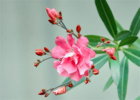 무료 이미지 분기 과일 꽃잎 여름 꽃 무늬의 식품 봄 빨간 생기게 하다 식물학 화려한 닫다 담홍색 플로라 Hdr 관목 아름다운 매크로 사진