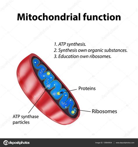 Mitochondria Structure Mitochondrial Function Vector Illustration On