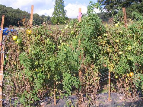 Tomato Plant Late Blight Resistant Tomato