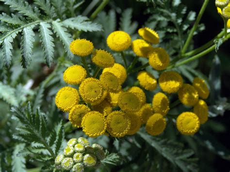 Tanacetum vulgare Calflora