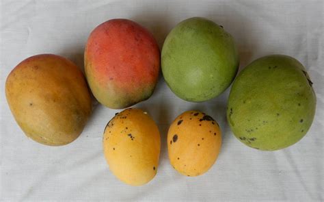 Mangoes: The sweetest fruit - Trinidad and Tobago Newsday