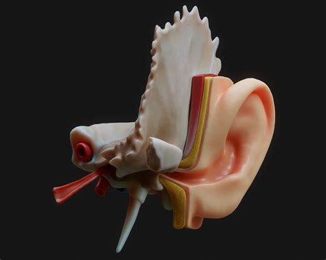 Anatomy Ear 3d Turbosquid 1696378