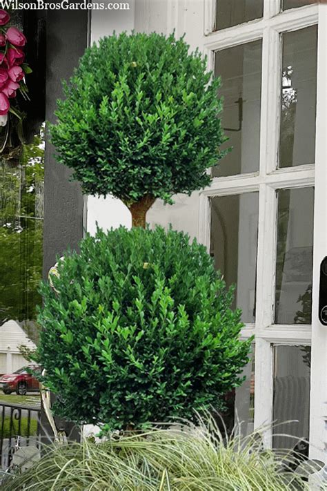 Buy Green Mountain Boxwood 2 Ball Poodle Tier Topiary Free Shipping