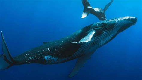 Freediving With Humpback Whales In Tonga Freediving Central